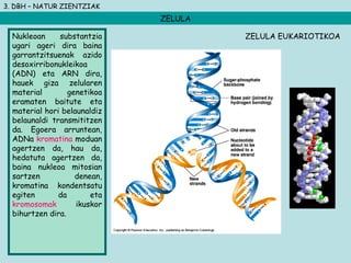 3. DBH – NATUR ZIENTZIAK
ZELULA
Nukleoan substantzia
ugari ageri dira baina
garrantzitsuenak azido
desoxirribonukleikoa
(ADN) eta ARN dira,
hauek giza zelularen
material genetikoa
eramaten baitute eta
material hori belaunaldiz
belaunaldi transmititzen
da. Egoera arruntean,
ADNa kromatina moduan
agertzen da, hau da,
hedatuta agertzen da,
baina nukleoa mitosian
sartzen denean,
kromatina kondentsatu
egiten da eta
kromosomak ikuskor
bihurtzen dira.
ZELULA EUKARIOTIKOA
 