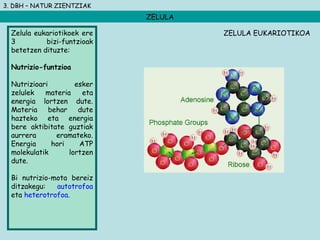 3. DBH – NATUR ZIENTZIAK
ZELULA
Zelula eukariotikoek ere
3 bizi-funtzioak
betetzen dituzte:
Nutrizio-funtzioa
Nutrizioari esker
zelulek materia eta
energia lortzen dute.
Materia behar dute
hazteko eta energia
bere aktibitate guztiak
aurrera eramateko.
Energia hori ATP
molekulatik lortzen
dute.
Bi nutrizio-mota bereiz
ditzakegu: autotrofoa
eta heterotrofoa.
ZELULA EUKARIOTIKOA
 