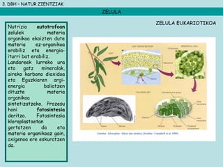 3. DBH – NATUR ZIENTZIAK
ZELULA
Nutrizio autotrofoan
zelulek materia
organikoa ekoizten dute
materia ez-organikoa
erabiliz eta energia-
iturri bat erabiliz.
Landareek lurreko ura
eta gatz mineralak,
aireko karbono dioxidoa
eta Eguzkiaren argi-
energia baliatzen
dituzte materia
organikoa
sintetizatzeko. Prozesu
honi fotosintesia
deritzo. Fotosintesia
kloroplastoetan
gertatzen da eta
materia organikoaz gain,
oxigenoa ere eskuratzen
da.
ZELULA EUKARIOTIKOA
 