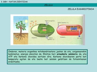 3. DBH – NATUR ZIENTZIAK
ZELULA
Ondoren, materia organikoa mitokondrioetara joaten da eta, oxigenoarekin
konbinatuz, energia ekoizten da. Ekintza hori arnasketa zelularra da, eta
ATP eta karbono dioxidoa sortzen dira. Karbono dioxidoaren parte bat
kanporatu egiten da eta beste bat zelulan gelditzen da fotosintesian
erabiltzeko.
ZELULA EUKARIOTIKOA
 