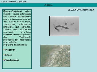 3. DBH – NATUR ZIENTZIAK
ZELULA
Erlazio-funtzioari esker
zelulek kanpo-estimuluak
edo kinadak hautemateko
eta erantzuna emateko gai
dira. Kinada horiek argia,
tenperatura, substantzia
kimikoak... izan daitezke.
Zelulek eman dezaketen
erantzunik arruntena
taktismo izeneko higidurak
dira. Taktismoak
positiboak edo negatiboak
izan daitezke.
Higitzeko mekanismoak:
Flageloak
Zilioak
Pseudopodoak
ZELULA EUKARIOTIKOA
 