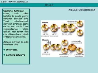 3. DBH – NATUR ZIENTZIAK
ZELULA
Ugalketa-funtzioari
esker, zelula bakar
batetik bi zelula guztiz
berdinak sortzen dira.
Izaki zelulabakarrak
zatitzen direnean beste
ale bat sortzen da. Izaki
zelulanitzetan, aldiz,
izakiak hazi egiten dira
eta hiltzen diren zelulak
ordezkatu egiten dira.
Zelulen bizitzan bi aldei
bereizten dira:
Interfasea.
Zatiketa zelularra
ZELULA EUKARIOTIKOA
 