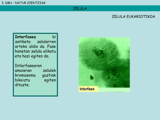 3. DBH – NATUR ZIENTZIAK
ZELULA
Interfasea bi
zatiketa zelularren
arteko aldia da. Fase
honetan zelula elikatu
eta hazi egiten da.
Interfasearen
amaieran zelulek
kromosoma guztiak
bikoiztu egiten
dituzte.
ZELULA EUKARIOTIKOA
 