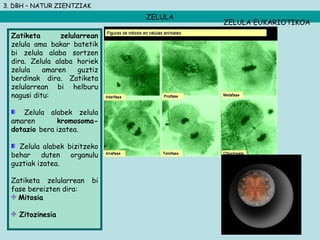 3. DBH – NATUR ZIENTZIAK
ZELULA
Zatiketa zelularrean
zelula ama bakar batetik
bi zelula alaba sortzen
dira. Zelula alaba horiek
zelula amaren guztiz
berdinak dira. Zatiketa
zelularrean bi helburu
nagusi ditu:
Zelula alabek zelula
amaren kromosoma-
dotazio bera izatea.
Zelula alabek bizitzeko
behar duten organulu
guztiak izatea.
Zatiketa zelularrean bi
fase bereizten dira:
Mitosia
Zitozinesia
ZELULA EUKARIOTIKOA
 