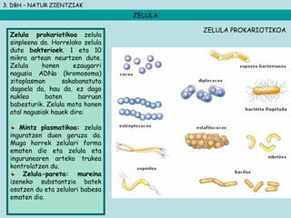 3. DBH – NATUR ZIENTZIAK
ZELULA
Zelula prokariotikoa zelula
sinpleena da. Horrelako zelula
dute bakterioek. 1 eta 10
mikra artean neurtzen dute.
Zelula honen ezaugarri
nagusia ADNa (kromosoma)
zitoplasman sakabanatuta
dagoela da, hau da, ez dago
nukleo baten barruan
babesturik. Zelula mota honen
atal nagusiak hauek dira:
Mintz plasmatikoa: zelula
inguratzen duen geruza da.
Muga horrek zelulari forma
ematen dio eta zelula eta
ingurunearen arteko trukea
kontrolatzen du.
Zelula-pareta: mureina
izeneko substantzia batek
osatzen du eta zelulari babesa
ematen dio.
ZELULA PROKARIOTIKOA
 