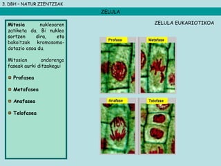 3. DBH – NATUR ZIENTZIAK
ZELULA
Mitosia nukleoaren
zatiketa da. Bi nukleo
sortzen dira, eta
bakoitzak kromosoma-
dotazio osoa du.
Mitosian ondorengo
faseak aurki ditzakegu:
Profasea
Metafasea
Anafasea
Telofasea
ZELULA EUKARIOTIKOA
 