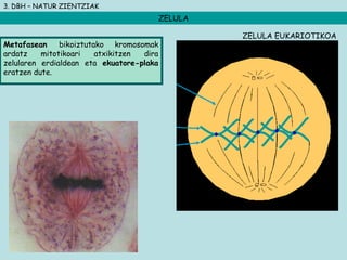 3. DBH – NATUR ZIENTZIAK
ZELULA
Metafasean bikoiztutako kromosomak
ardatz mitotikoari atxikitzen dira
zelularen erdialdean eta ekuatore-plaka
eratzen dute.
ZELULA EUKARIOTIKOA
 