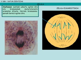 3. DBH – NATUR ZIENTZIAK
ZELULA
Anafasean zuntzak uzkurtu egiten dira
eta kromosomak muturretarantz
eramaten dituzte. Horrela kromosoma-
pareak bereizi egiten dira.
ZELULA EUKARIOTIKOA
 