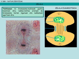 3. DBH – NATUR ZIENTZIAK
ZELULA
Telofasean bi kromosoma-multzoak guztiz
banatzen dira, nukleo-mintza eratzen da
kromosoma horien inguruan eta nukleoloak
agertzen dira.
ZELULA EUKARIOTIKOA
 