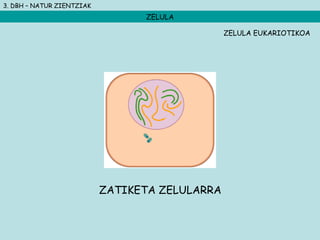 3. DBH – NATUR ZIENTZIAK
ZELULA
ZELULA EUKARIOTIKOA
ZATIKETA ZELULARRA
 