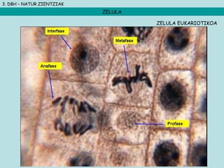3. DBH – NATUR ZIENTZIAK
ZELULA
ZELULA EUKARIOTIKOA
 