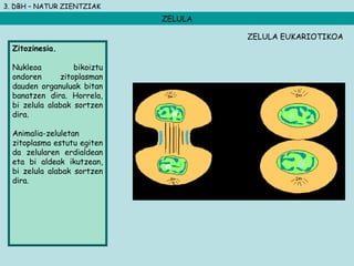 3. DBH – NATUR ZIENTZIAK
ZELULA
Zitozinesia.
Nukleoa bikoiztu
ondoren zitoplasman
dauden organuluak bitan
banatzen dira. Horrela,
bi zelula alabak sortzen
dira.
Animalia-zeluletan
zitoplasma estutu egiten
da zelularen erdialdean
eta bi aldeak ikutzean,
bi zelula alabak sortzen
dira.
ZELULA EUKARIOTIKOA
 