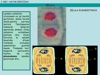 3. DBH – NATUR ZIENTZIAK
ZELULA
Landare-zeluletan
zitozinesia ez da berdin
gertatzen, zelula horiek
zelula-pareta zurruna
baitute. Telofasearen
bukaeran Golgiren
aparatuko zenbait xixku
zelularen erdialdean
pilatzen dira. Xixku
horietan bi zelulak
banatuko dituen
trenkada eratzeko
substantzia guztiak
daude. Trenkada hori
kanpotik barrurantz
hazten da eta
plasmodesmo izeneko
porotxoak ditu.
ZELULA EUKARIOTIKOA
 
