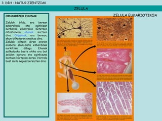 3. DBH – NATUR ZIENTZIAK
ZELULA
OINARRIZKO EHUNAK
 
Zelulak bildu, era berean
ezberdindu eta eginkizun
berberak elkarrekin betetzen
dituztenean ehunak sortzen
dira. Organoak, era berean,
ehun-bilketaren emaitza dira.
Zelulak biltzen diren eraren
arabera ehun-mota ezberdinak
aurkitzen ditugu. Ehunak
sailkatzeko beste ohiko era bat
zelulen egitura eta eginkizuna
kontuan hartzean datza. Horrela
bost mota nagusi bereizten dira:
ZELULA EUKARIOTIKOA
 