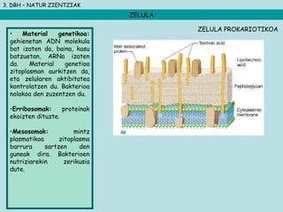 3. DBH – NATUR ZIENTZIAK
ZELULA
• Material genetikoa:
gehienetan ADN molekula
bat izaten da, baina, kasu
batzuetan, ARNa izaten
da. Material genetioa
zitoplasman aurkitzen da,
eta zelularen aktibitatea
kontrolatzen du. Bakterioa
nolakoa den zuzentzen du.
•Erribosomak: proteinak
ekoizten dituzte.
•Mesosomak: mintz
plasmatikoa zitoplasma
barrura sartzen den
guneak dira. Bakterioen
nutriziarekin zerikusia
dute.
ZELULA PROKARIOTIKOA
 