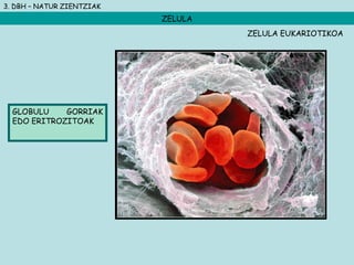 3. DBH – NATUR ZIENTZIAK
ZELULA
GLOBULU GORRIAK
EDO ERITROZITOAK
ZELULA EUKARIOTIKOA
 