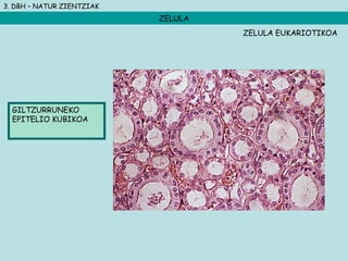 3. DBH – NATUR ZIENTZIAK
ZELULA
GILTZURRUNEKO
EPITELIO KUBIKOA
ZELULA EUKARIOTIKOA
 