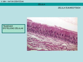 3. DBH – NATUR ZIENTZIAK
ZELULA
TRAKEAKO
EPITELIOKO ZELULAK
ZELULA EUKARIOTIKOA
 