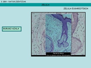 3. DBH – NATUR ZIENTZIAK
ZELULA
BURUKO AZALA
ZELULA EUKARIOTIKOA
 