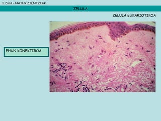 3. DBH – NATUR ZIENTZIAK
ZELULA
EHUN KONEKTIBOA
ZELULA EUKARIOTIKOA
 