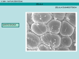 3. DBH – NATUR ZIENTZIAK
ZELULA
GANTZ EHUNA
ZELULA EUKARIOTIKOA
 