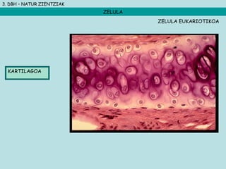 3. DBH – NATUR ZIENTZIAK
ZELULA
KARTILAGOA
ZELULA EUKARIOTIKOA
 