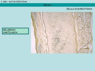 3. DBH – NATUR ZIENTZIAK
ZELULA
BELARRIKO
KARTILAGOA
ZELULA EUKARIOTIKOA
 