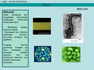 3. DBH – NATUR ZIENTZIAK
ZELULA
BIRUSAK
Izaki bizidunak eta
bizigabeak bereizteko
ondorengo kriterioak
erabiltzen dira:
• Bizidunak zelulez
osaturik daude.
• Bizidunek hiru funtzio
betetzen dituzte:
nutrizioa, erlazioa eta
ugalketa.
Irizpide horiek
jarraituz, birusak ez
dira bizidunak, ez
baitaude zelulez
osatuta, eta ez
baitituzte nutrizio- eta
erlazio-funtzioak
betetzen.
BIRUSAK
 