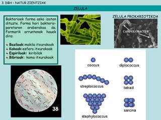 3. DBH – NATUR ZIENTZIAK
ZELULA
Bakterioek forma asko izaten
dituzte. Forma hori bakterio-
paretaren araberakoa da.
Formarik arruntenak hauek
dira:
Baziloak:makila itxurakoak
Kokoak:esfera itxurakoak
Espiriloak: kiribilak
Bibrioak: koma itxurakoak
ZELULA PROKARIOTIKOA
 