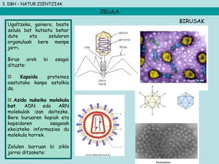 3. DBH – NATUR ZIENTZIAK
ZELULA
Ugaltzeko, gainera, beste
zelula bat kutsatu behar
dute eta zelularen
organuluak bere menpe
jarri.
Birus orok bi osagai
dituzte:
Kapsida proteinez
osatutako kanpo estalkia
da.
Azido nukeiko molekula
bat. ADN edo ARN
molekulak izan daitezke.
Bere buruaren kopiak eta
kapsidaren osagaiak
ekoizteko informazioa du
molekula horrek.
Zelulen barruan bi ziklo
jarrai ditzakete:
BIRUSAK
 