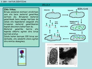 3. DBH – NATUR ZIENTZIAK
ZELULA
Ziklo litikoa.
Birusa zelularen mintzari atxikitzen
zaio eta bere material genetikoa
sartzen dio. Birusaren material
genetikoak bere menpe hartzen du
zelula eta kapsidaren osagaiak eta
birusaren material genetikoaren
kopiak ekoiztera behartzen du.
Material genetiko berria eta
kapsida elkartu egiten dira birus
berriak eratuz.
Zelula baten barruan 100 birus sor
daitezke, eta zelulatik atera egiten
dira mintza deseginez.
BIRUSAK
 