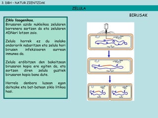 3. DBH – NATUR ZIENTZIAK
ZELULA
Ziklo lisogenikoa.
Birusaren azido nukleikoa zelularen
barrenera sartzen da eta zelularen
ADNari lotzen zaio.
Zelula horrek ez du inolako
ondoriorik nabaritzen eta zelula hori
birusen infekzioaren aurrean
inmunea da.
Zelula erdibitzen den bakoitzean
birusaren kopia ere egiten da, eta
sortzen diren zelula guztiek
birusaren kopia bana dute.
Horrela denbora luzean egon
daitezke eta bat-batean ziklo litikoa
hasi.
BIRUSAK
 