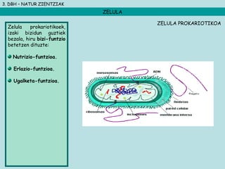 3. DBH – NATUR ZIENTZIAK
ZELULA
Zelula prokariotikoek,
izaki bizidun guztiek
bezala, hiru bizi-funtzio
betetzen dituzte:
Nutrizio-funtzioa.
Erlazio-funtzioa.
Ugalketa-funtzioa.
ZELULA PROKARIOTIKOA
 