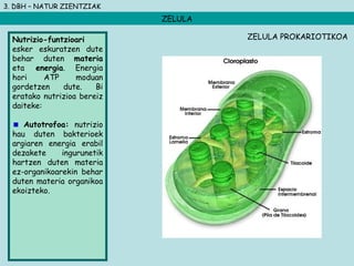 3. DBH – NATUR ZIENTZIAK
ZELULA
Nutrizio-funtzioari
esker eskuratzen dute
behar duten materia
eta energia. Energia
hori ATP moduan
gordetzen dute. Bi
eratako nutrizioa bereiz
daiteke:
Autotrofoa: nutrizio
hau duten bakterioek
argiaren energia erabil
dezakete ingurunetik
hartzen duten materia
ez-organikoarekin behar
duten materia organikoa
ekoizteko.
ZELULA PROKARIOTIKOA
 