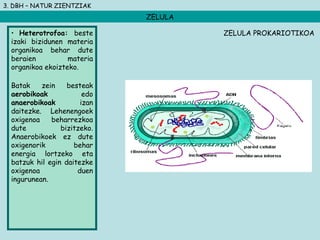 3. DBH – NATUR ZIENTZIAK
ZELULA
• Heterotrofoa: beste
izaki bizidunen materia
organikoa behar dute
beraien materia
organikoa ekoizteko.
Batak zein besteak
aerobikoak edo
anaerobikoak izan
daitezke. Lehenengoek
oxigenoa beharrezkoa
dute bizitzeko.
Anaerobikoek ez dute
oxigenorik behar
energia lortzeko eta
batzuk hil egin daitezke
oxigenoa duen
ingurunean.
ZELULA PROKARIOTIKOA
 