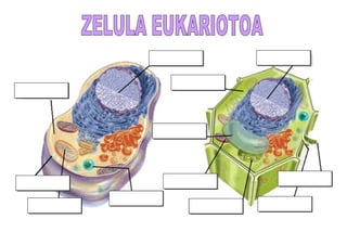 Zelula, hutsuneak betetzeko ariketa. izenak ikasteko