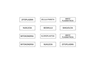 NUKLEOA BESIKULA BAKUOLOA 
MITOKONDRIA KLOROPLASTOA 
MINTZ 
PLASMATIKOA 
ZITOPLASMA ZELULA PARETA 
MINTZ 
PLASMATIKOA 
MITOKONDRIA NUKLEOA ZITOPLASMA 
