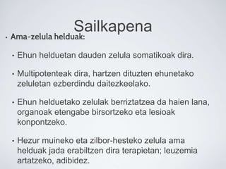 Sailkapena• Ama-zelula helduak:
• Ehun helduetan dauden zelula somatikoak dira.
• Multipotenteak dira, hartzen dituzten ehunetako
zeluletan ezberdindu daitezkeelako.
• Ehun helduetako zelulak berriztatzea da haien lana,
organoak etengabe birsortzeko eta lesioak
konpontzeko.
• Hezur muineko eta zilbor-hesteko zelula ama
helduak jada erabiltzen dira terapietan; leuzemia
artatzeko, adibidez.
 