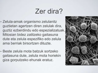 Zer dira?
• Zelula-amak organismo zelulanitz
guztietan agertzen diren zelulak dira,
guztiz ezberdindu edo espezializatuak.
Mitosian bidez zatitzeko gaitasuna
dute eta zelula espezifiko edo zelula
ama berriak birsortzen dituzte.
• Beste zelula mota batzuk sortzeko
gaitasuna dute, zelula mota horiekin
giza gorputzeko ehunak eratuz.
 