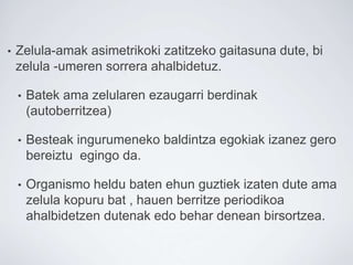 • Zelula-amak asimetrikoki zatitzeko gaitasuna dute, bi
zelula -umeren sorrera ahalbidetuz.
• Batek ama zelularen ezaugarri berdinak
(autoberritzea)
• Besteak ingurumeneko baldintza egokiak izanez gero
bereiztu egingo da.
• Organismo heldu baten ehun guztiek izaten dute ama
zelula kopuru bat , hauen berritze periodikoa
ahalbidetzen dutenak edo behar denean birsortzea.
 