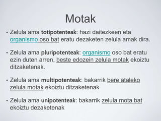 Motak
• Zelula ama totipotenteak: hazi daitezkeen eta
organismo oso bat eratu dezaketen zelula amak dira.
• Zelula ama pluripotenteak: organismo oso bat eratu
ezin duten arren, beste edozein zelula motak ekoiztu
ditzaketenak.
• Zelula ama multipotenteak: bakarrik bere ataleko
zelula motak ekoiztu ditzaketenak
• Zelula ama unipotenteak: bakarrik zelula mota bat
ekoiztu dezaketenak
 