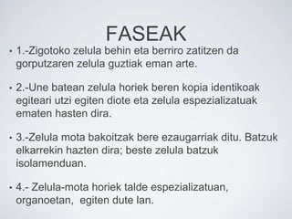 FASEAK
• 1.-Zigotoko zelula behin eta berriro zatitzen da
gorputzaren zelula guztiak eman arte.
• 2.-Une batean zelula horiek beren kopia identikoak
egiteari utzi egiten diote eta zelula espezializatuak
ematen hasten dira.
• 3.-Zelula mota bakoitzak bere ezaugarriak ditu. Batzuk
elkarrekin hazten dira; beste zelula batzuk
isolamenduan.
• 4.- Zelula-mota horiek talde espezializatuan,
organoetan, egiten dute lan.
 