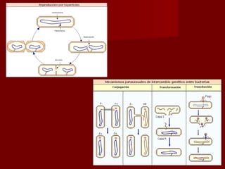 Zelula prokariotikoa