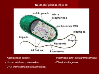 - Kapsula falta daiteke. - Plasmidoa: DNA extrakromosomikoa
- Horma zelularra mureinazkoa. - Zilioak eta flageloak
- DNA kromosoma bakarra zirkularra.
Nukleorik gabeko zelulak
 