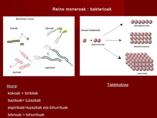 Reino moneroak : bakterioak
ItxuraItxura:
kokoak = biribilak
baziloak= luzezkak
espiriloak=luzezkak eta bihurrituak
bibrioak = bihurrituak
Taldekatzea
 