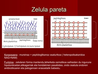 Zelula paretaZelula pareta
Konposaera : mureinaz = peptidoglikanoz osaturikoa ( heteropolisakaridoa
NAG+NAM)
Funtzioa : zelularen forma mantendu,leherketa osmotikoa saihesten du ingurune
hipotonikoetan,elikagarriak eta hondakinen pasabidea, ondo osatuta ondoren
antibiotikoaren eta patogenoen erasoetatik babestu.
 