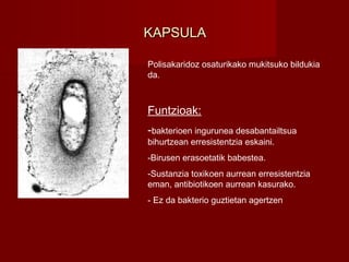 KAPSULAKAPSULA
Polisakaridoz osaturikako mukitsuko bildukia
da.
Funtzioak:
-bakterioen ingurunea desabantailtsua
bihurtzean erresistentzia eskaini.
-Birusen erasoetatik babestea.
-Sustanzia toxikoen aurrean erresistentzia
eman, antibiotikoen aurrean kasurako.
- Ez da bakterio guztietan agertzen
 