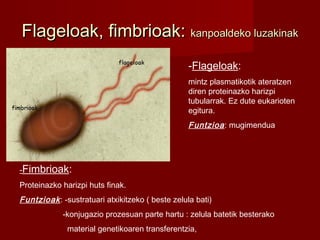 Flageloak, fimbrioak:Flageloak, fimbrioak: kanpoaldeko luzakinakkanpoaldeko luzakinak
-Flageloak:
mintz plasmatikotik ateratzen
diren proteinazko harizpi
tubularrak. Ez dute eukarioten
egitura.
Funtzioa: mugimendua
-Fimbrioak:
Proteinazko harizpi huts finak.
Funtzioak: -sustratuari atxikitzeko ( beste zelula bati)
-konjugazio prozesuan parte hartu : zelula batetik besterako
material genetikoaren transferentzia,
 