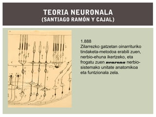 TEORIA NEURONALA

(SANTIAGO RAMÓN Y CAJAL)

1.888
Zilarrezko gatzetan oinarrituriko
tindaketa-metodoa erabili zuen,
nerbio-ehuna ikertzeko, eta
frogatu zuen neurona nerbiosistemako unitate anatomikoa
eta funtzionala zela.

 
