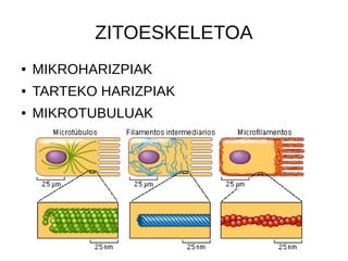 ZITOESKELETOA
● MIKROHARIZPIAK
● TARTEKO HARIZPIAK
● MIKROTUBULUAK
 